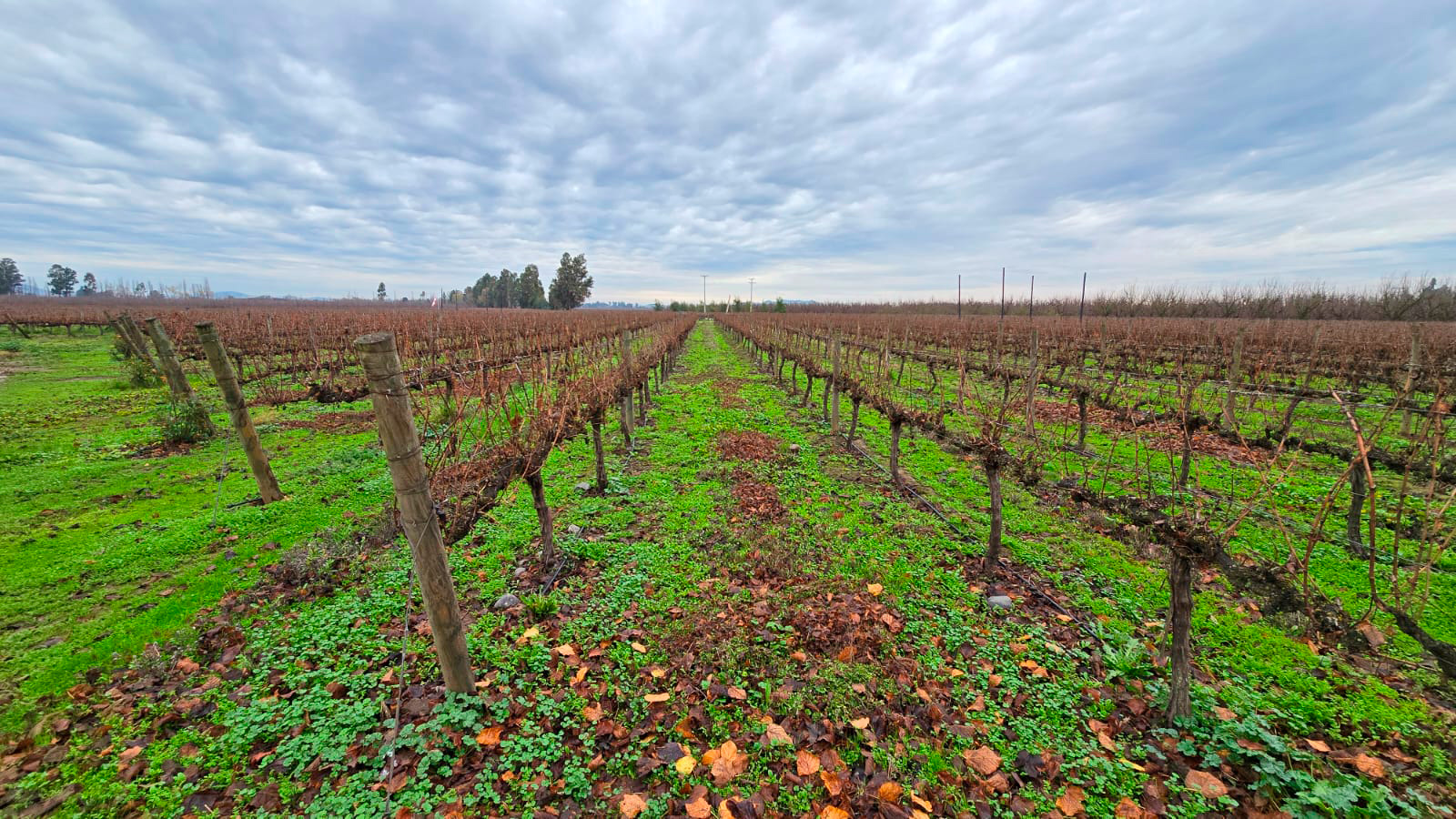 VIÑA CHONO, BOAS NOVAS DO COLCHAGUA